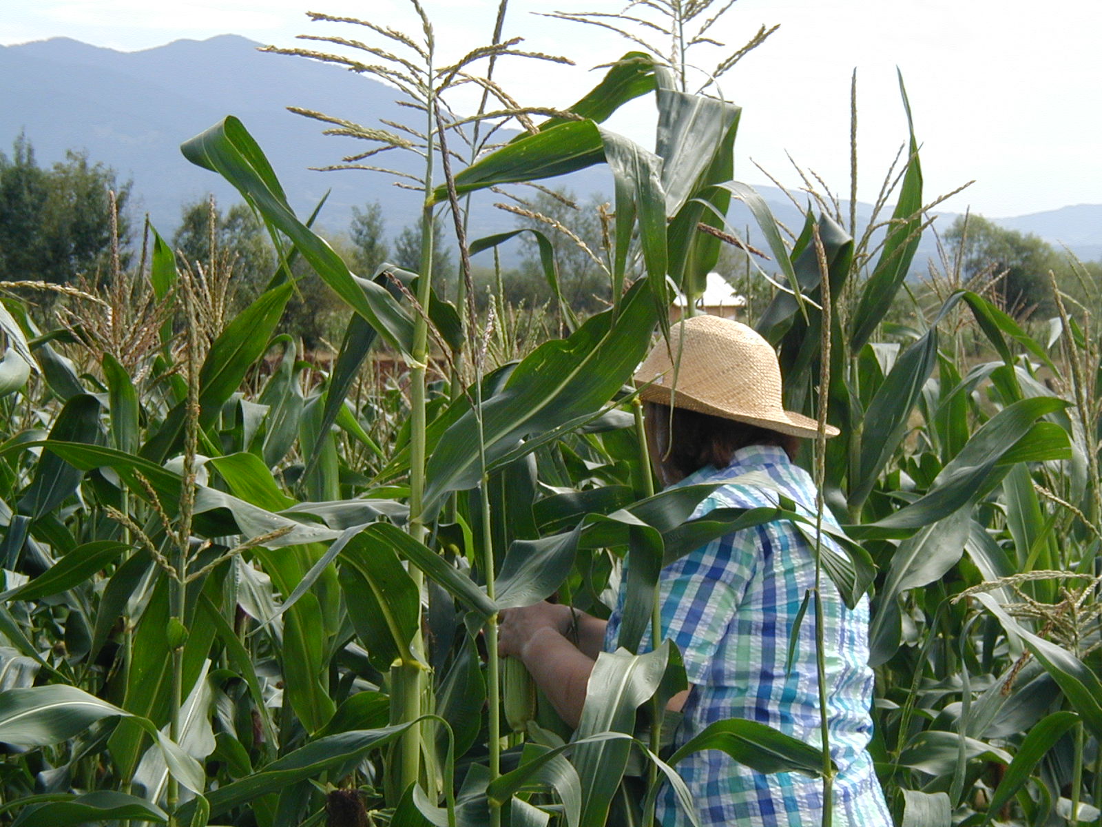 The corn field on our farm.